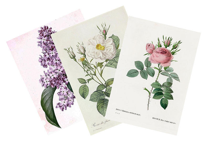 Постеры ботанических рисунков